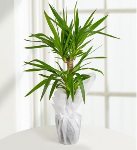 İkili Yucca Çiçeği